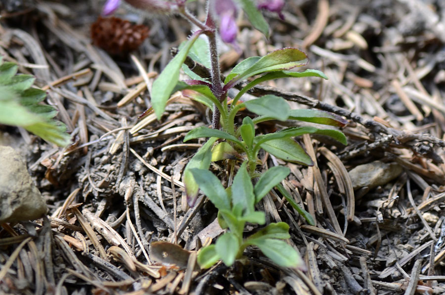 Saponaria ocymoides